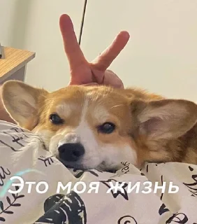 🫠 emoji LIZOK Telegram sticker 11 of 11