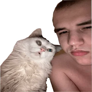 😺 emoji Идиоты Telegram sticker 10 of 109
