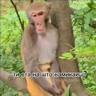 🤔 emoji Клан Бананов —> @EternalBanana Telegram sticker 19 of 40