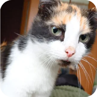 🐱 emoji Лапки Telegram sticker 16 of 32