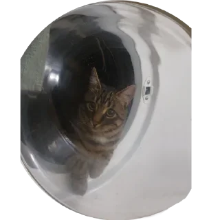 👩‍🚀 emoji КОТЕК Маркус Telegram sticker 8 of 22