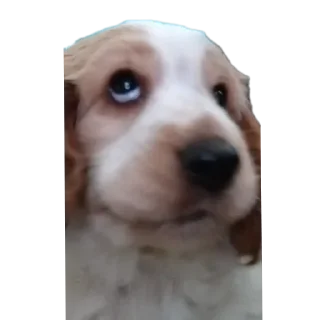 🐶 emoji Уши победа трусы Telegram sticker 5 of 61