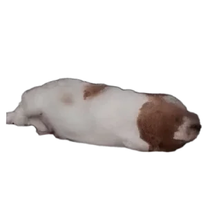🐶 emoji Уши победа трусы Telegram sticker 1 of 61