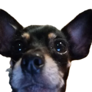 🥺 emoji Уши победа трусы Telegram sticker 22 of 61