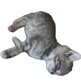 🐱 emoji Уши победа трусы Telegram sticker 14 of 61