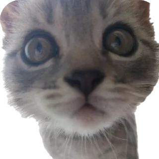 🐱 emoji Уши победа трусы Telegram sticker 13 of 61