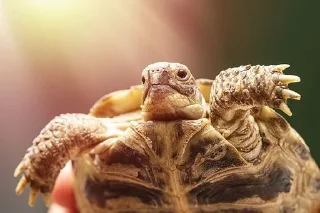 🐢 emoji turtles Telegram sticker 7 of 18