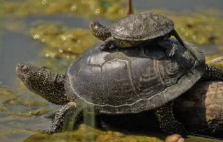 🐢 emoji turtles Telegram sticker 18 of 18
