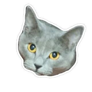 🫥 emoji Киты Telegram sticker 15 of 29