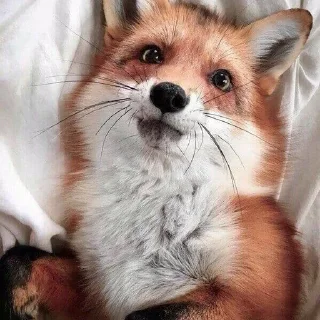 🦊 emoji Лисички - @Tg_stickersu Telegram sticker 11 of 25