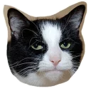 😑 emoji Caters Gonna Cate Telegram sticker 24 of 120