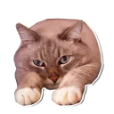 😞 emoji Caters Gonna Cate Telegram sticker 19 of 120