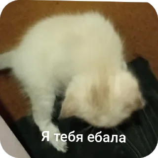 🐱 emoji скинь ножки. Telegram sticker 2 of 41