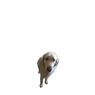 🐶 emoji Луис Telegram sticker 20 of 26