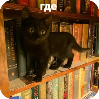 🐱 emoji кошак Telegram sticker 14 of 25