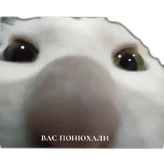 🐱 emoji кошак Telegram sticker 1 of 25