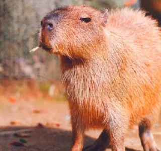 🚬 emoji Capybara Telegram sticker 13 of 16