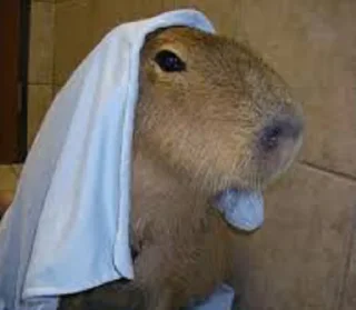 💵 emoji Capybara Telegram sticker 9 of 16