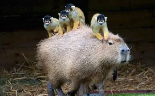 🐵 emoji Capybara Telegram sticker 14 of 16