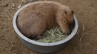 🛏 emoji Capybara Telegram sticker 8 of 16