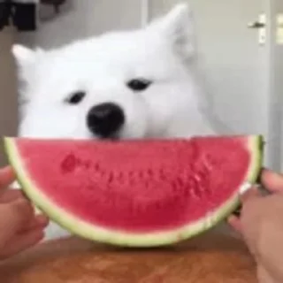 🍉 emoji iLoveBaza Telegram sticker 19 of 50