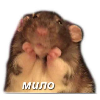 Sticker from хомяки и не только