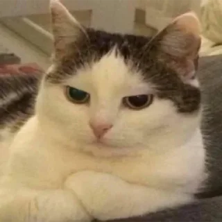 😼 emoji Булка хлеба 👉 @TopStickerTop Telegram sticker 2 of 87