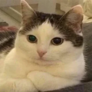 😼 emoji Булка хлеба 👉 @TopStickerTop Telegram sticker 1 of 87