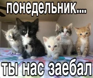 🌟 emoji cute cats Telegram sticker 9 of 90