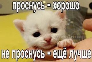 Sticker from cute cats