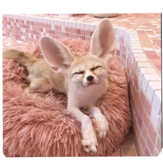 😌 emoji Фенёк🦊 Telegram sticker 10 of 36