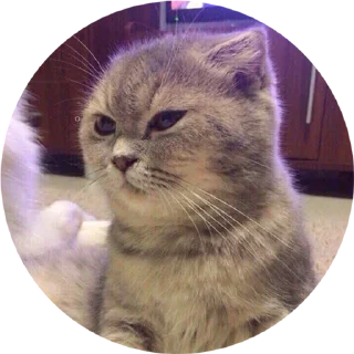 😠 emoji The Cute Kittens Telegram sticker 7 of 90