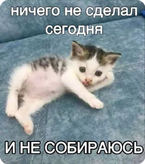👩‍💻 emoji Дизайнкор Telegram sticker 13 of 51