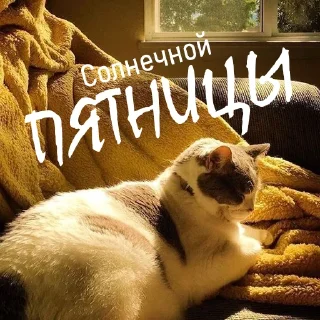 ☀️ emoji Дни Недели Telegram sticker 22 of 36