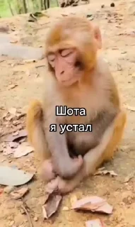 👨‍✈️ emoji Стикеры 👉 @animokubot Telegram sticker 19 of 48