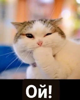 🫢 emoji Гарри Поттер Telegram sticker 9 of 10