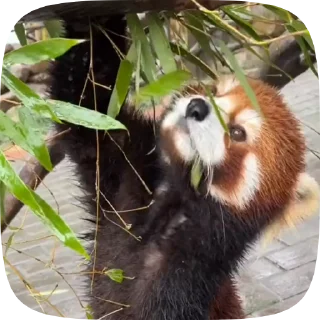 Sticker from Red Panda