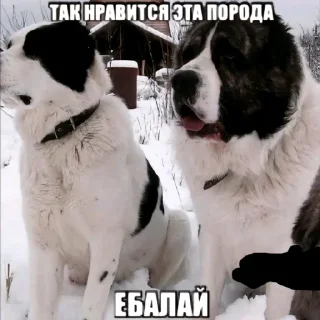 🐶 emoji лев Telegram sticker 20 of 66
