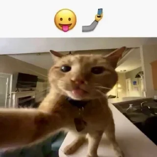 🌟 emoji Lazyhcatzzz stupid shit @Lazyhcatzzz Telegram sticker 15 of 54