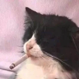 🚬 emoji мои стикеры 😠 Telegram sticker 5 of 81