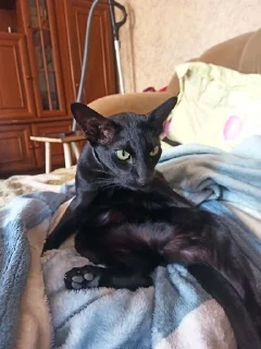🐈‍⬛ emoji стики Telegram sticker 9 of 17