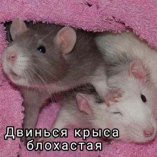 😒 emoji ➤Малые грызуны🐁 Telegram sticker 14 of 61