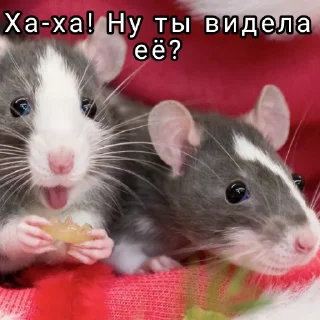 😆 emoji ➤Малые грызуны🐁 Telegram sticker 9 of 61