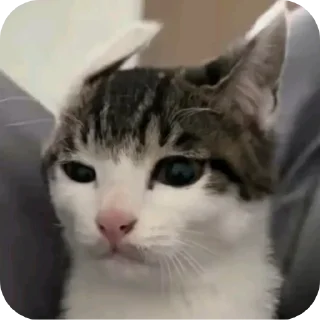 🐱 emoji тиктокк Telegram sticker 20 of 115