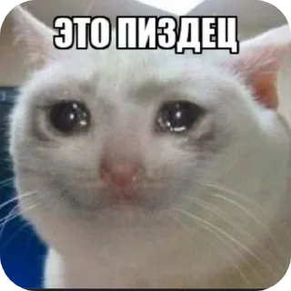 🐱 emoji ЭТО ПИЗДЕЦ Telegram sticker 10 of 10