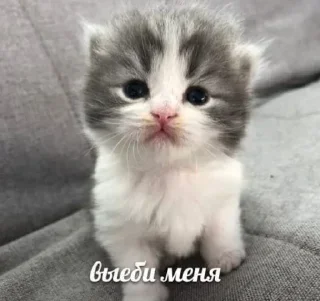 😂 emoji алиша и химикат Telegram sticker 18 of 37