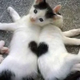 😍 emoji алиша и химикат Telegram sticker 24 of 37