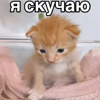 🌟 emoji пикчи Telegram sticker 16 of 73