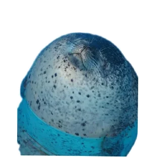 😴 emoji Тюлени @VolFRAM_WAREQ Telegram sticker 6 of 110