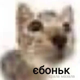 🐱 emoji мирного рішення не буде Telegram sticker 3 of 120